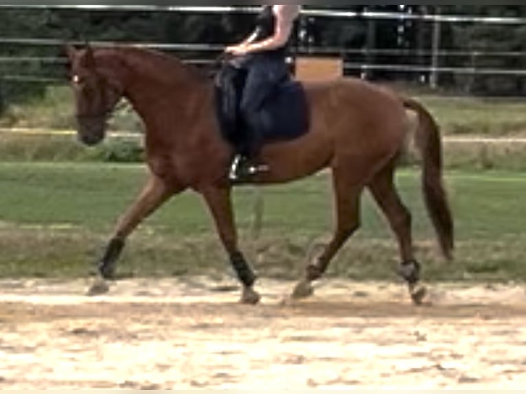 Oldenburg Gelding 9 years 16 hh Chestnut-Red in Gmünd