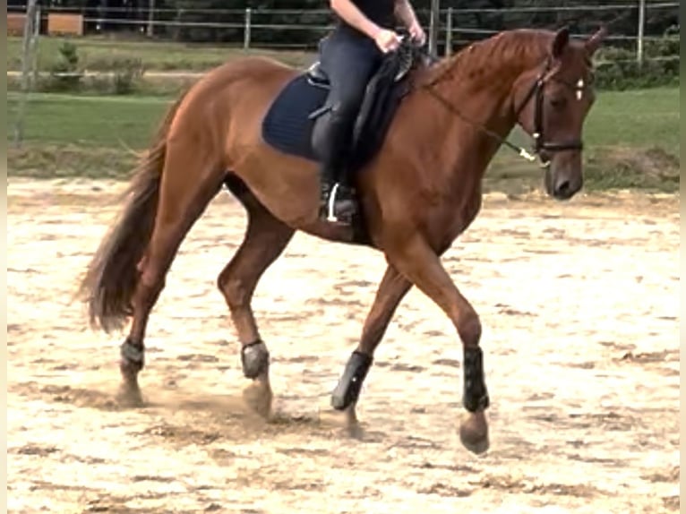 Oldenburg Gelding 9 years 16 hh Chestnut-Red in Gmünd