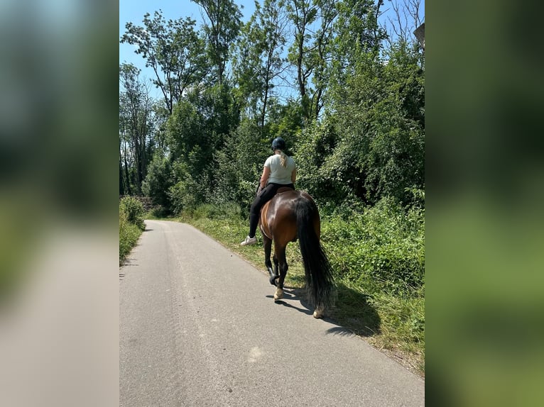 Oldenburg Gelding 9 years 16,1 hh Bay-Dark in Denklingen