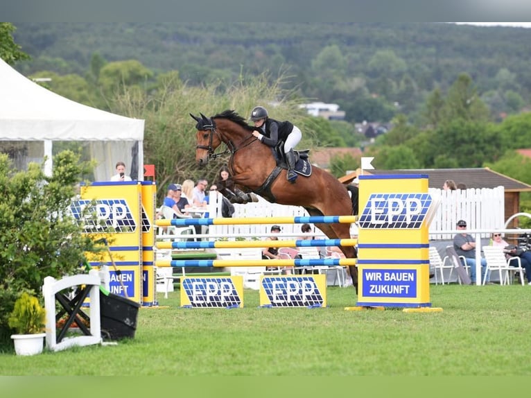 Oldenburg Gelding 9 years 16,1 hh Brown in Enzesfeld-Lindabrunn Oldenburg Gelding 9 years 16,1 hh Brown in Enzesfeld-Lindabrunn