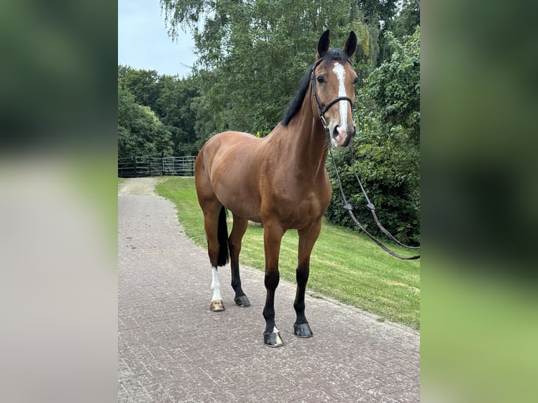Oldenburg Gelding 9 years 16,1 hh Brown in L&#xFC;tjensee
