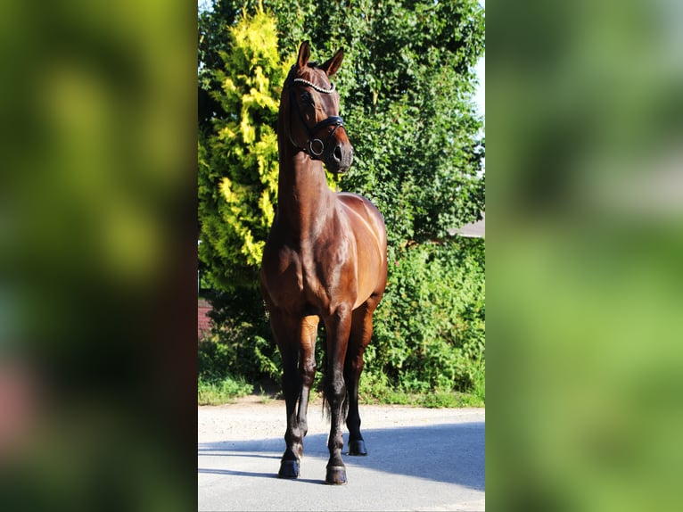 Oldenburg Gelding 9 years 16,2 hh Bay-Dark in Lienen