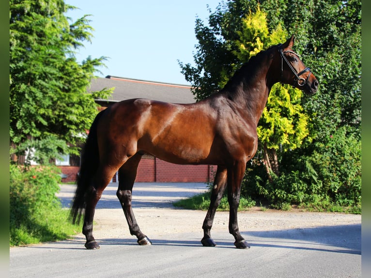 Oldenburg Gelding 9 years 16,2 hh Bay-Dark in Lienen