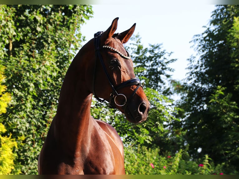 Oldenburg Gelding 9 years 16,2 hh Bay-Dark in Lienen