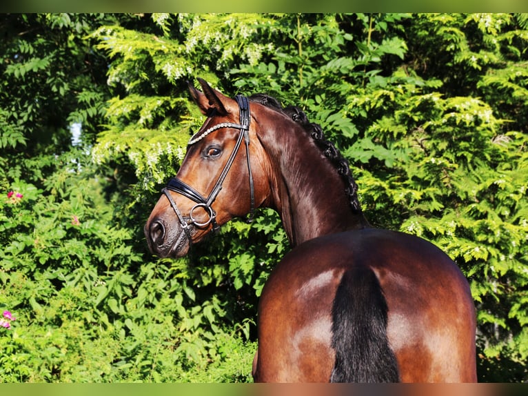 Oldenburg Gelding 9 years 16,2 hh Bay-Dark in Lienen