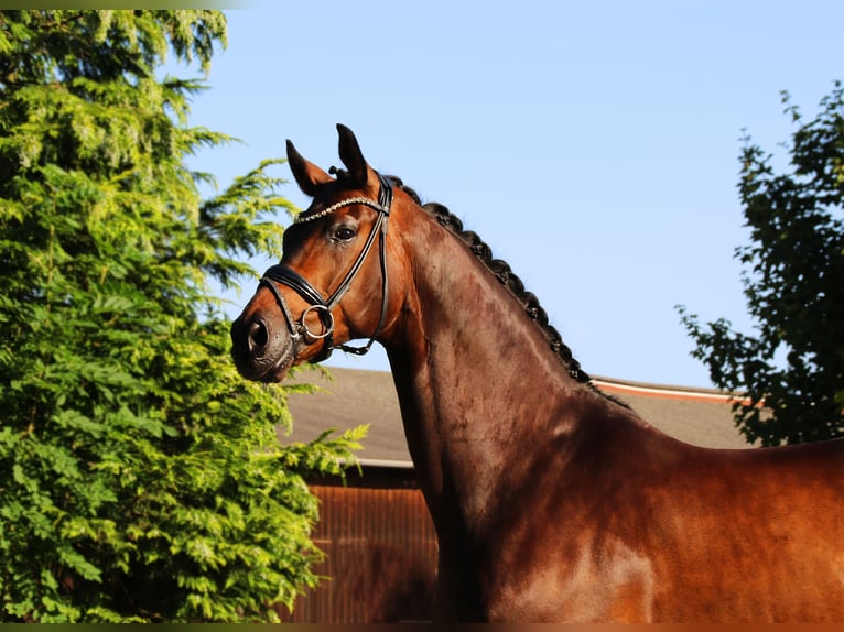 Oldenburg Gelding 9 years 16,2 hh Bay-Dark in Lienen