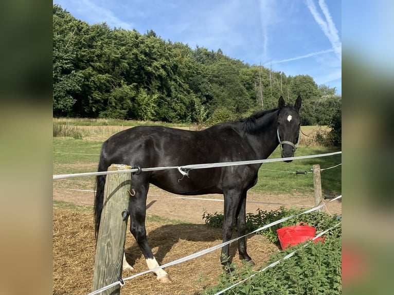 Oldenburg Gelding 9 years 16,2 hh Black in SchaafheimSchaafheim