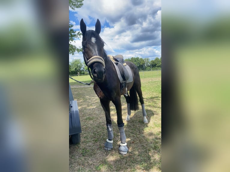 Oldenburg Gelding 9 years 16,2 hh Black in SchaafheimSchaafheim