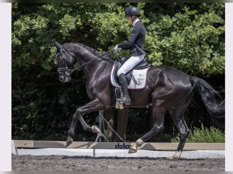 Oldenburg Gelding 9 years 16,2 hh Black in SchaafheimSchaafheim