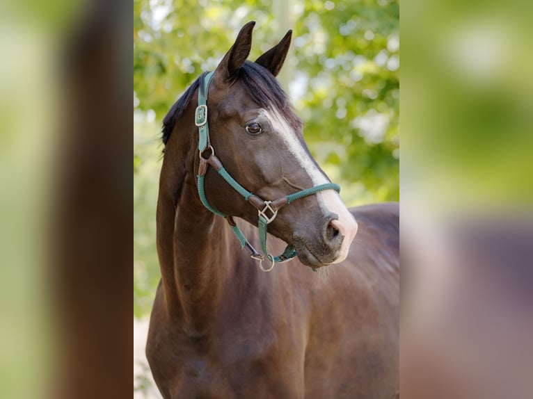 Oldenburg Gelding 9 years 16,2 hh Black in Dresden Zaschendorf