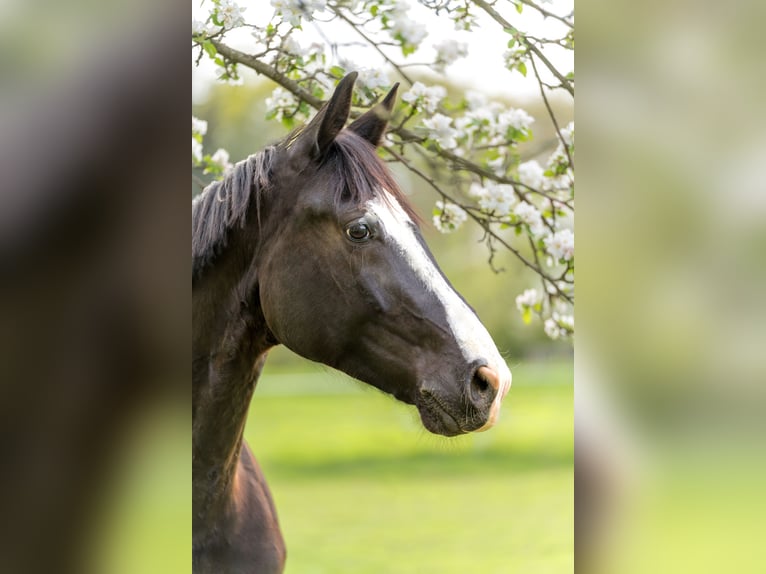 Oldenburg Gelding 9 years 16,2 hh Black in Dresden Zaschendorf