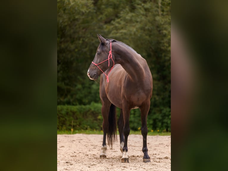 Oldenburg Gelding 9 years 16,2 hh Black in Dresden Zaschendorf