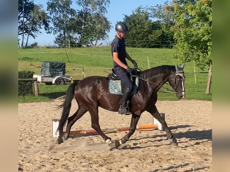 Oldenburg Gelding 9 years 16,2 hh Black in Dresden Zaschendorf
