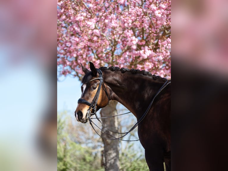 Oldenburg Gelding 9 years 16,2 hh Brown in Frankfurt am Main