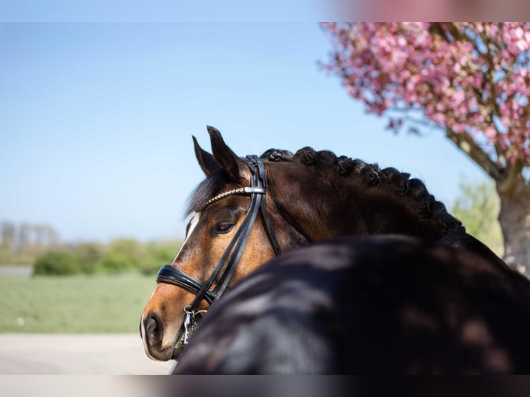 Oldenburg Gelding 9 years 16,2 hh Brown in Frankfurt am Main