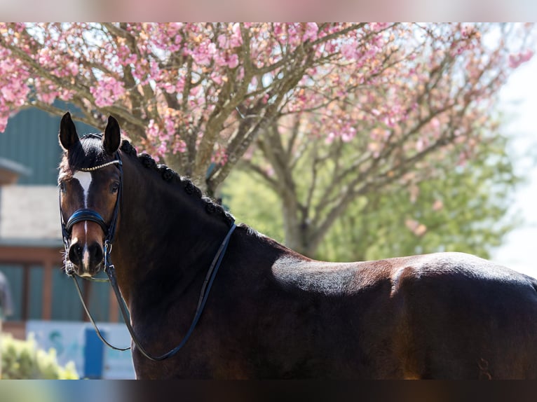 Oldenburg Gelding 9 years 16,2 hh Brown in Frankfurt am Main