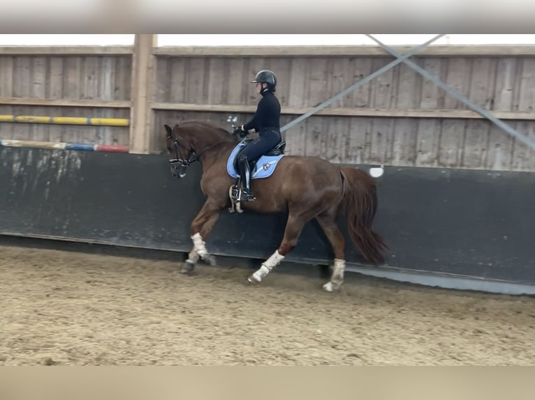 Oldenburg Gelding 9 years 16,2 hh Chestnut in Laufenburg