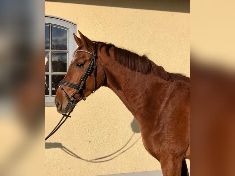 Oldenburg Gelding 9 years 16,2 hh Chestnut-Red in Allershausen