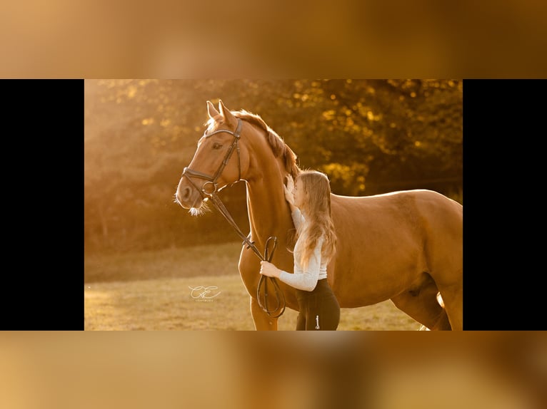Oldenburg Gelding 9 years 16,2 hh Chestnut-Red in Satrup Oldenburg Gelding 9 years 16,2 hh Chestnut-Red in Satrup