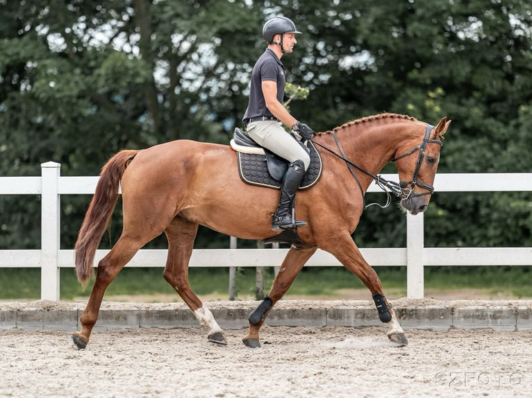 Oldenburg Gelding 9 years 16,2 hh in Zduchovice