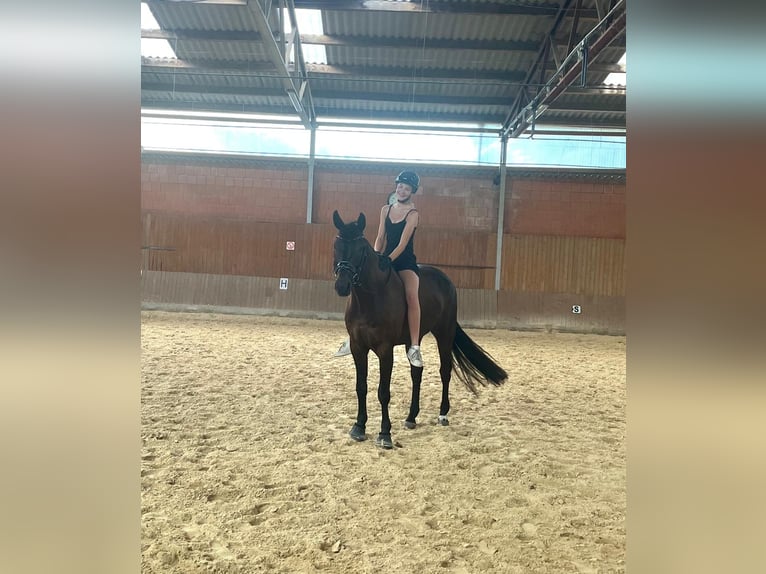 Oldenburg Gelding 9 years 16,2 hh Smoky-Black in Wedemark