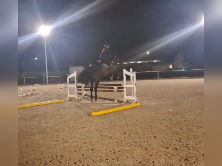 Oldenburg Gelding 9 years 16,2 hh Smoky-Black in Wedemark