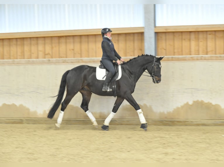 Oldenburg Gelding 9 years 16,3 hh Bay-Dark in Wellheim