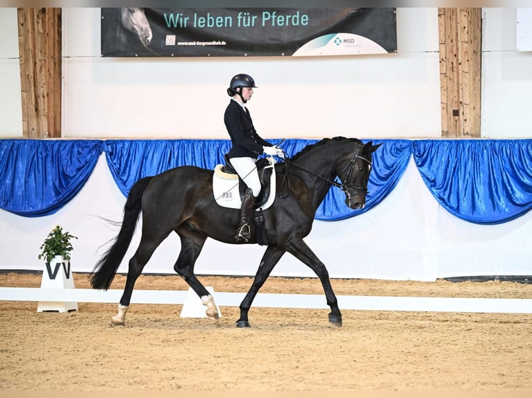 Oldenburg Gelding 9 years 16,3 hh Bay-Dark in Wellheim