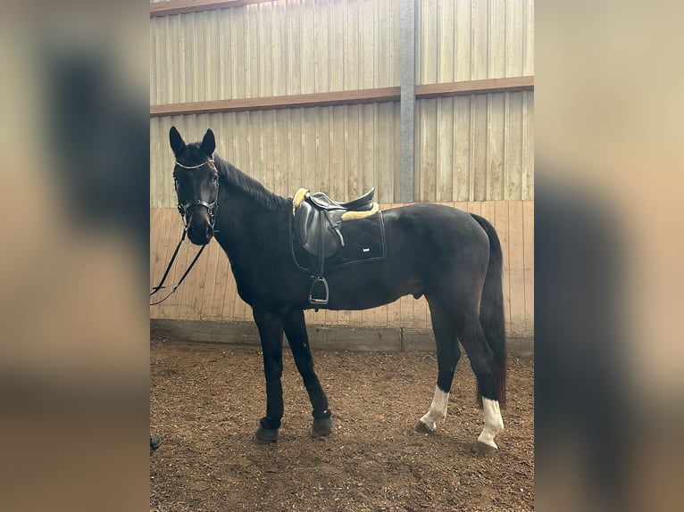 Oldenburg Gelding 9 years 16,3 hh Bay-Dark in Uttenweiler