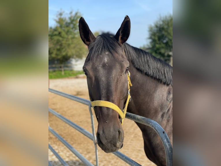 Oldenburg Gelding 9 years 16,3 hh Bay-Dark in Uttenweiler