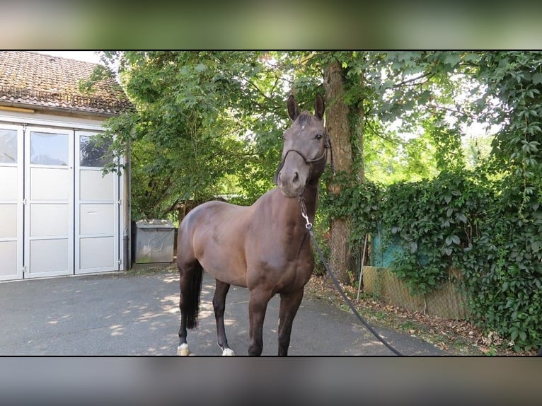Oldenburg Gelding 9 years 16,3 hh Black in Frankfurt am Main