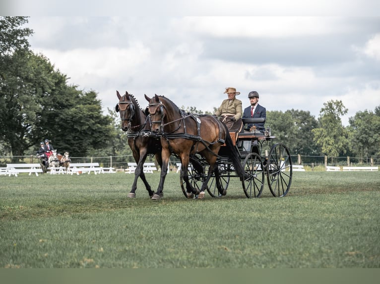 Oldenburg Gelding 9 years 16,3 hh Brown in Osnabr&#xFC;ck