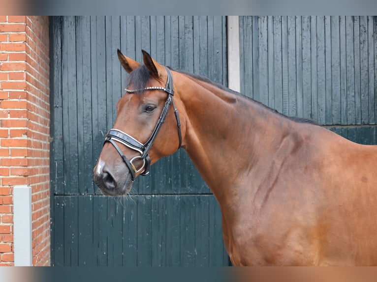 Oldenburg Gelding 9 years 17,1 hh Brown in Haftenkamp