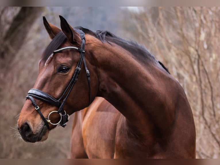 Oldenburg Gelding 9 years 17,1 hh Brown in Ubstadt-Weiher