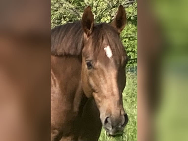 Oldenburg Gelding 9 years 17,1 hh Chestnut-Red in Nidda