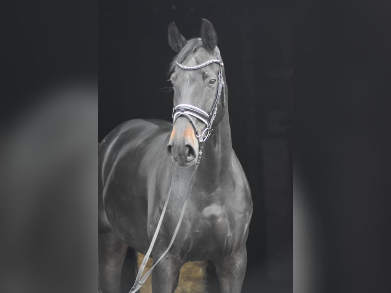 Oldenburg Gelding 9 years 17.1 hh Smoky-Black in Herbstein