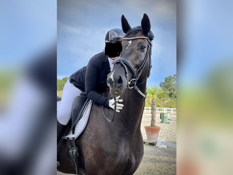 Oldenburg Gelding 9 years 17,1 hh Smoky-Black in Pelmberg