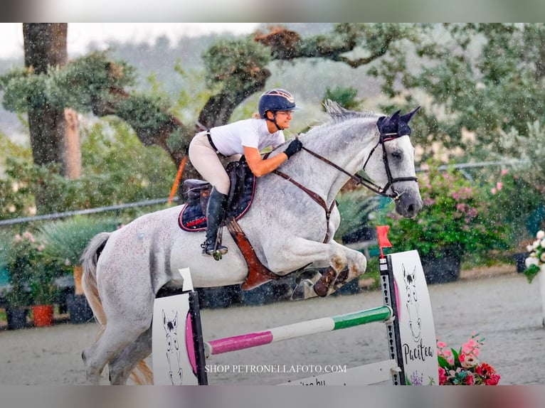 Oldenburg Gelding 9 years 17.2 hh Grey in Pilisvörösvár