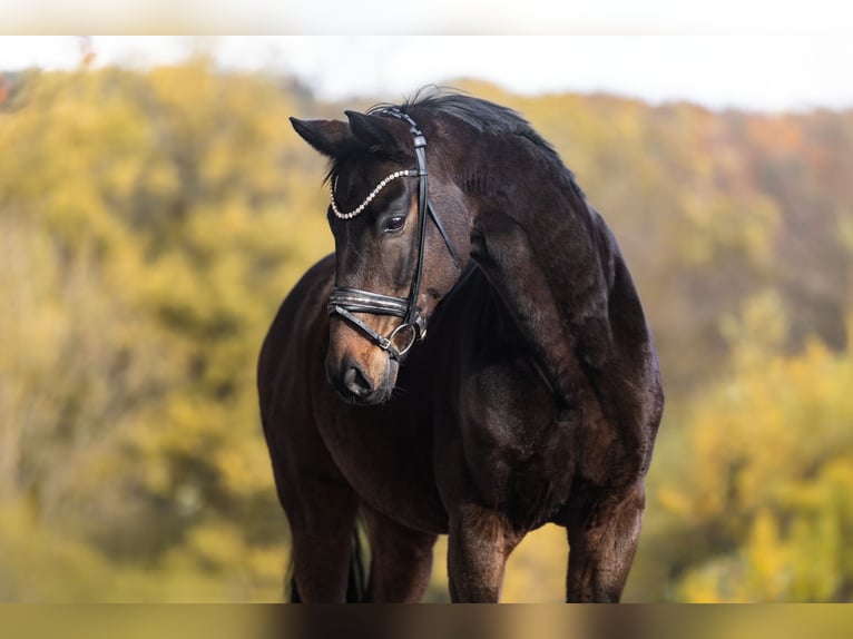 Oldenburg Gelding 9 years 17 hh Bay-Dark in Windhagen