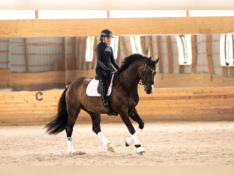 Oldenburg Gelding 9 years 17 hh Bay-Dark in Pittstown