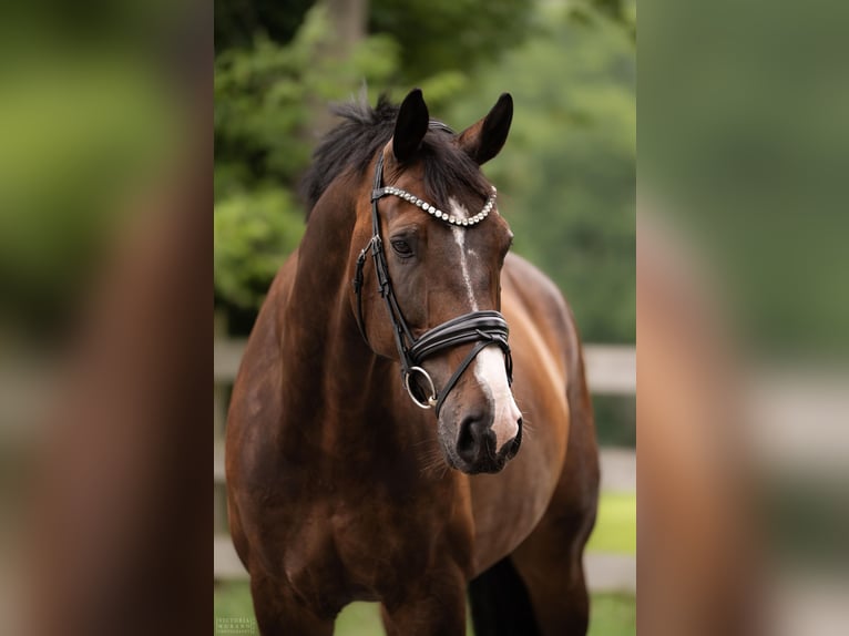 Oldenburg Gelding 9 years 17 hh Bay-Dark in Pittstown
