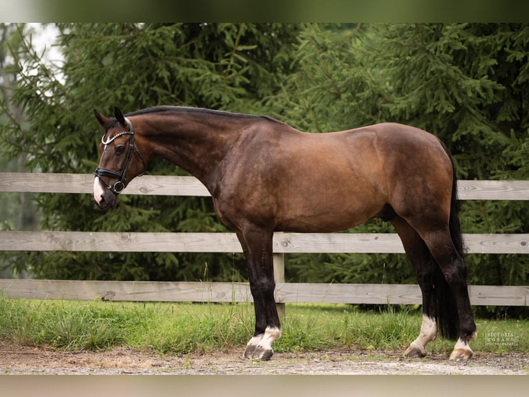 Oldenburg Gelding 9 years 17 hh Bay-Dark in Pittstown