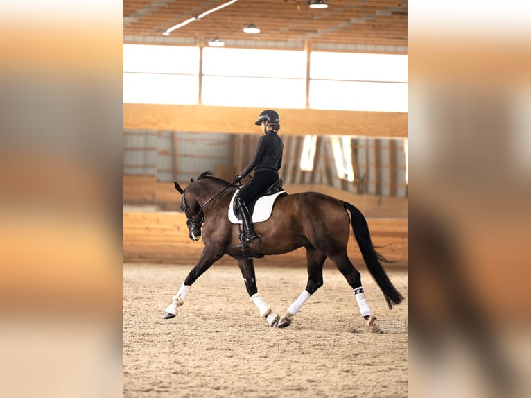 Oldenburg Gelding 9 years 17 hh Bay-Dark in Pittstown