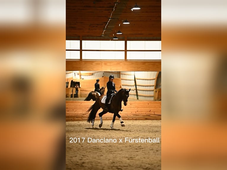 Oldenburg Gelding 9 years 17 hh Bay-Dark in Pittstown