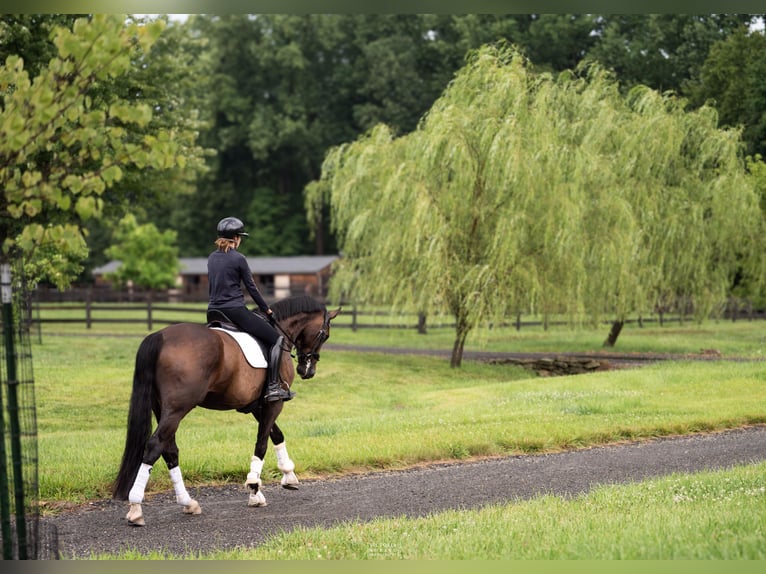 Oldenburg Gelding 9 years 17 hh Bay-Dark in Pittstown
