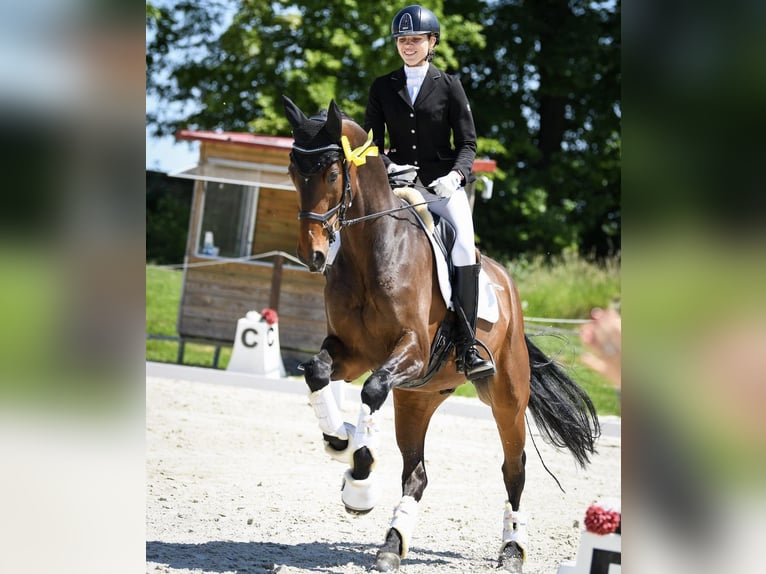 Oldenburg Gelding 9 years 17 hh Bay-Dark in Wrocław