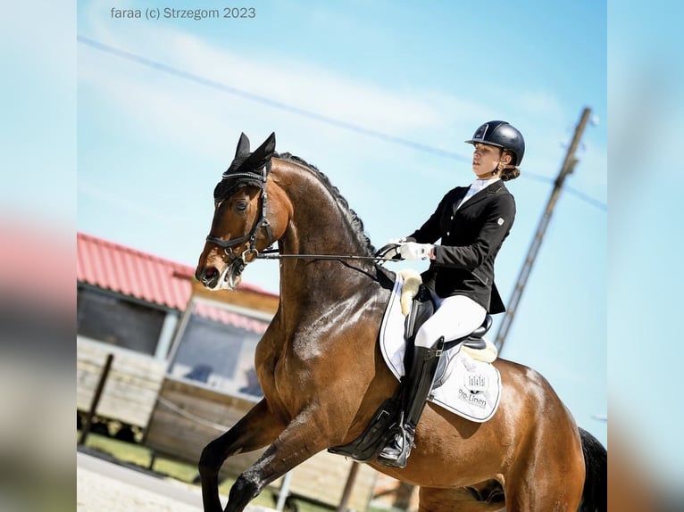 Oldenburg Gelding 9 years 17 hh Bay-Dark in Wrocław