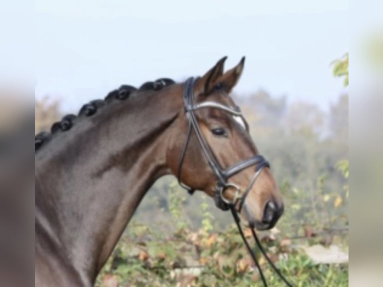 Oldenburg Gelding 9 years 17 hh Bay-Dark in Wrocław