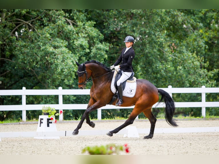 Oldenburg Gelding 9 years 17 hh Bay-Dark in Wrocław