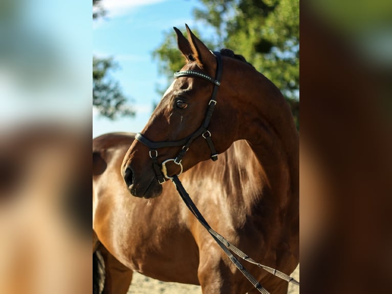 Oldenburg Gelding 9 years 17 hh Bay-Dark in Wrocław